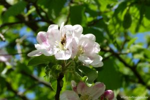 Apfelblüte_Biene_2